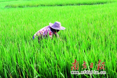 广东已确立了水稻、森林、渔业等5大政策性涉农保险基本项目。    张由琼 摄